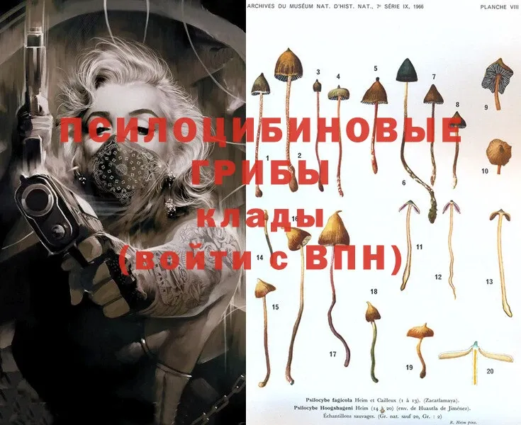 Псилоцибиновые грибы Psilocybe  где найти наркотики  Зеленодольск 